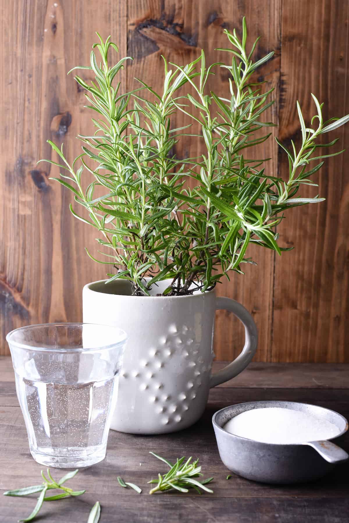 Glass of water, small pine-like plant and cup of white sugar against wooden backdrop.